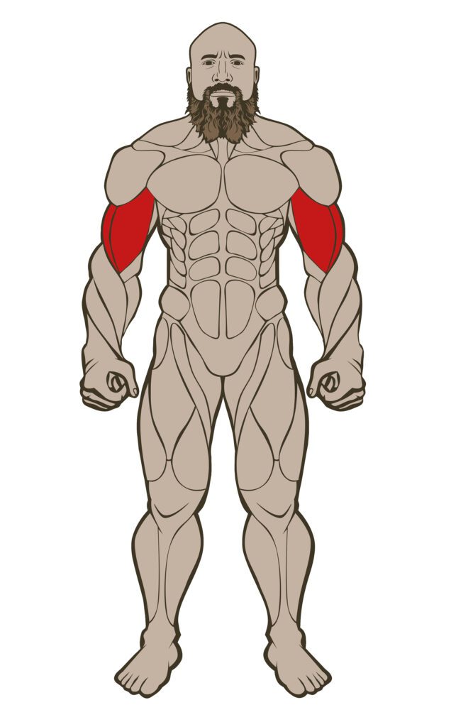 BICEPS 636x1024