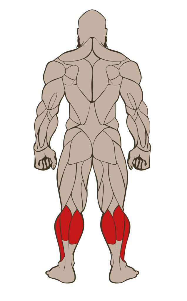 CALVES 636x1024