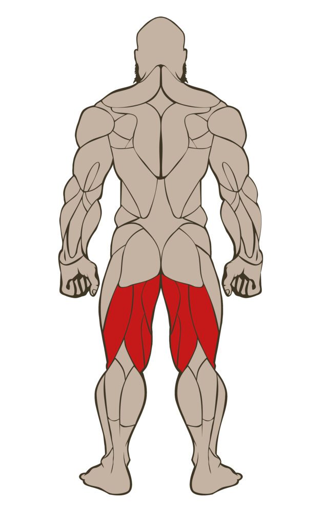 HAMSTRINGS 636x1024