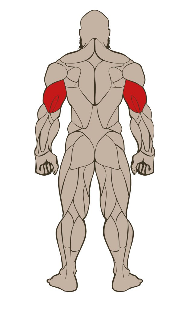 TRICEPS 636x1024