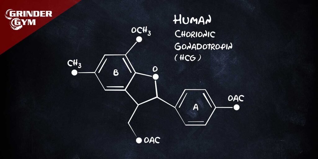 Human Chorionic Gonadotropin