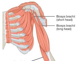 Biceps Brachii