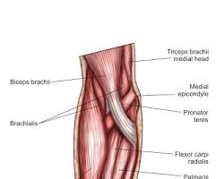 Brachialis