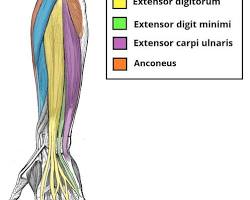 Brachioradialis