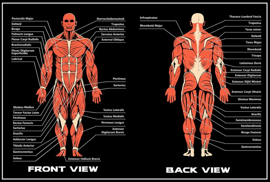 MUSCLE DIRECTORY BLACK 2 1024x692