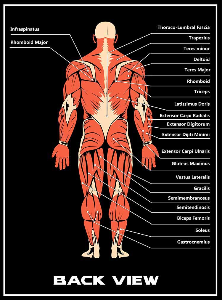 MUSCLE DIRECTORY BLACK BACK