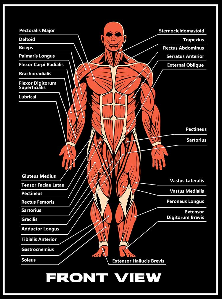 MUSCLE DIRECTORY BLACK FRONT