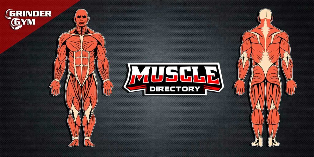 MUSCLE DIRECTORY HEADER 500x750 1 1024x512