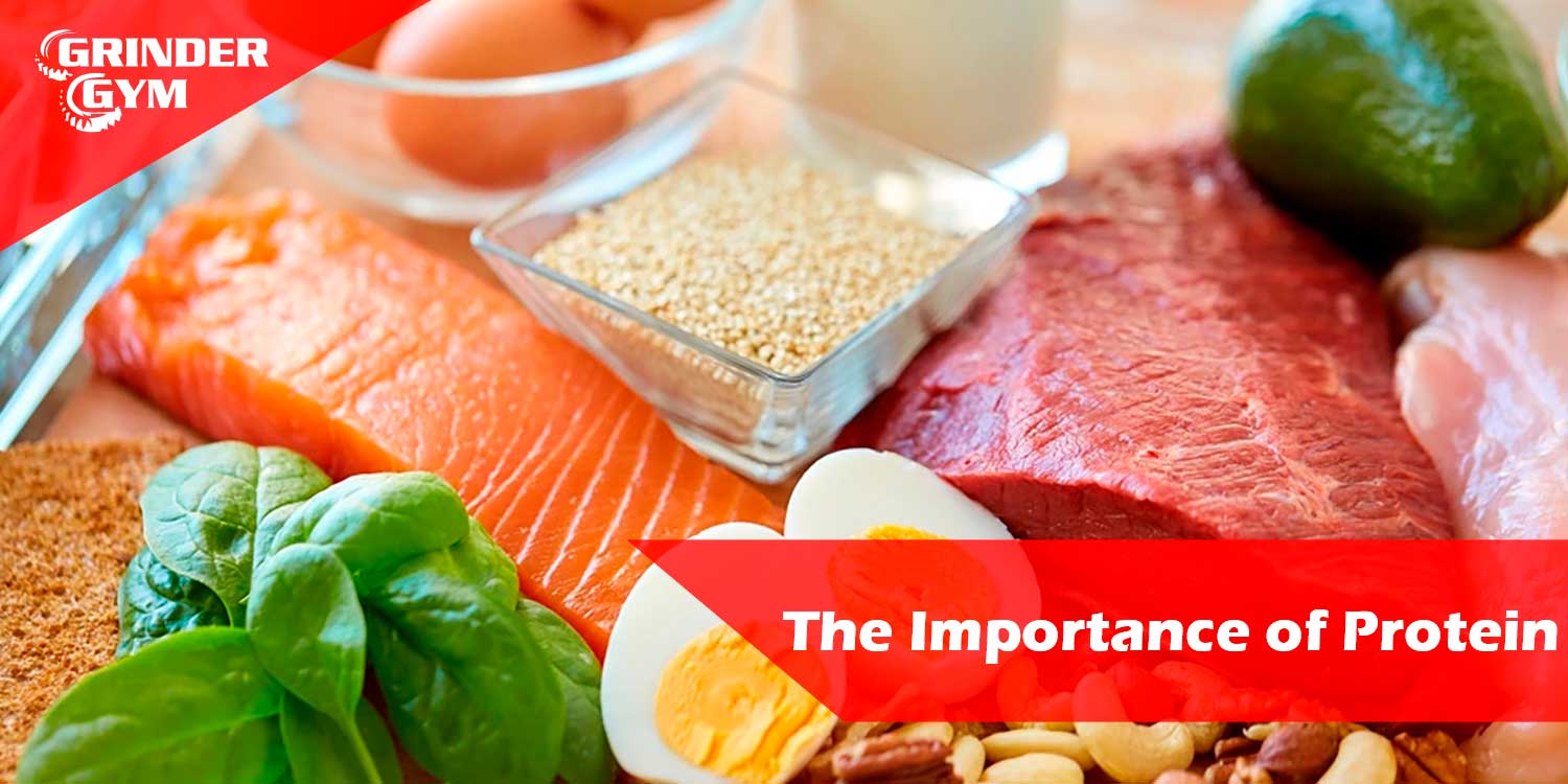 The Importance of Protein
