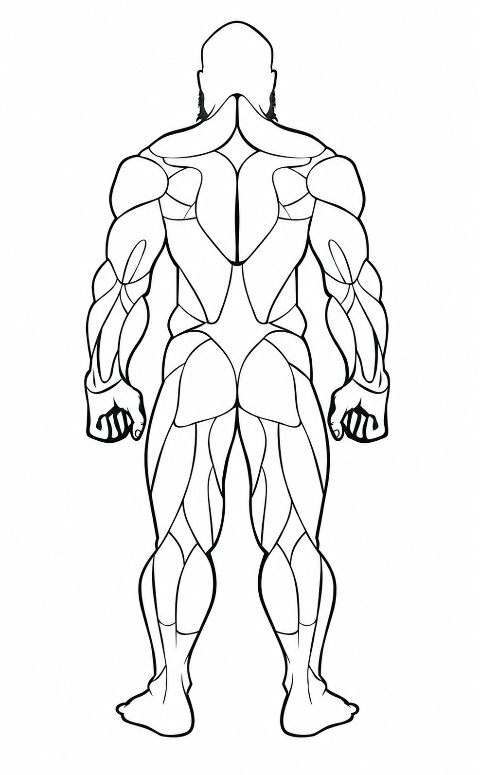 Back body muscle map
